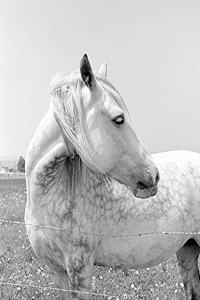 Horse Photo School Composition Book Equine Dappled Grey at Pasture