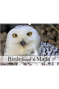 Birds Found in Malta 2017