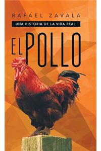 Pollo