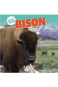 Bison