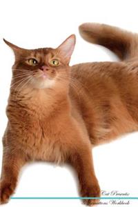 Somali Cat Affirmations Workbook Somali Cat Presents