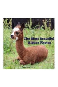 The Most Beautiful Alpaca Photos