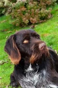 Wirehaired Pointing Griffon