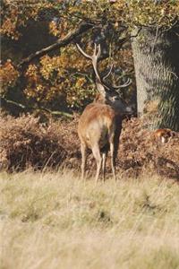 Red Deer Stag in Autumn Forest Journal