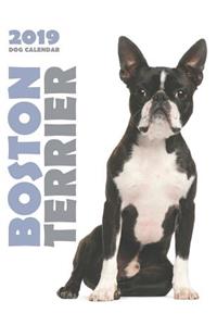 Boston Terrier 2019 Dog Calendar