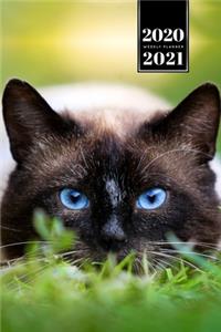 Siamese Cat Kitten Kitty Tomcat Week Planner Organizer 2020 / 2021 - On the Lawn