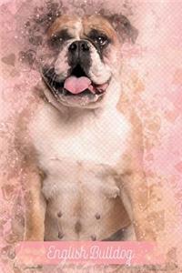 English Bulldog