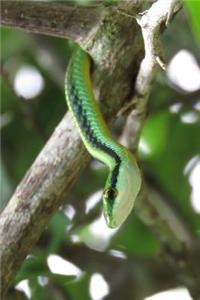 Vine Snake Notebook