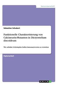 Funktionelle Charakterisierung von Calcineurin-Mutanten in Dictyostelium discoideum