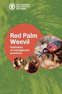 Red Palm Weevil