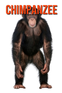 Chimpanzee