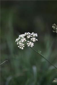 Queen Anne's Lace Flower Journal