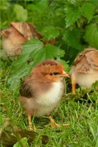 Adorable Baby Chicks Journal