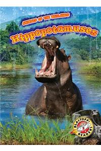 Hippopotamuses