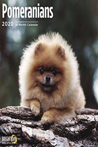 POMERANIANS WALL CALENDAR 2020