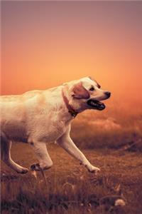 Labrador Retriever Journal
