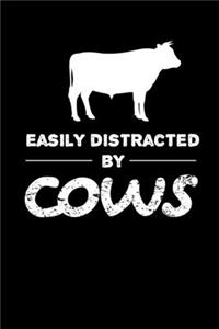 Easily Distracted By Cows