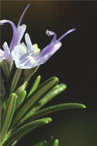 Flowers of the Rosemary Herb Journal