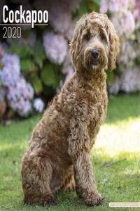 Cockapoo Calendar 2020