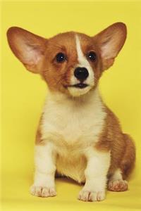 Corgi Notebook