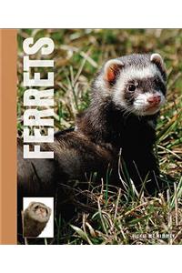Ferrets