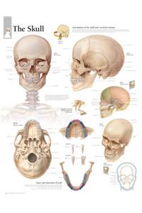 Skull Laminated Poster