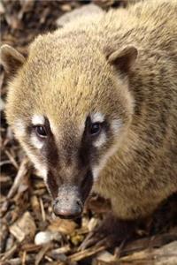 A Coati on the Ground Journal