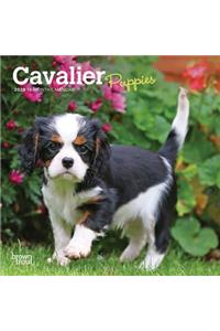 Cavalier King Charles Spaniel Puppies 2020 Mini 7x7