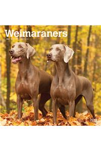 Weimaraners 2021 Square