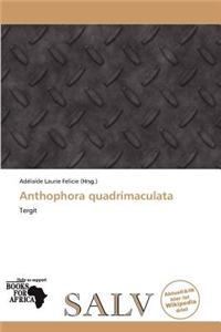 Anthophora Quadrimaculata