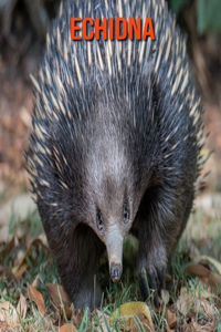 Echidna