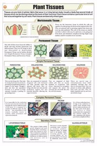 Teachingnest | Plant Tissues Chart (58X90Cm) | Botany Chart | English | Wall Hanging