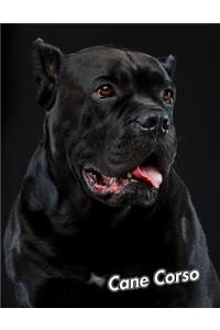 Cane Corso