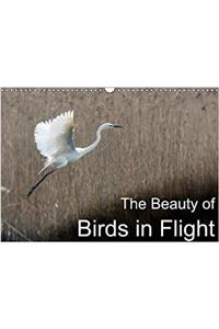 Beauty of Birds in Flight 2018