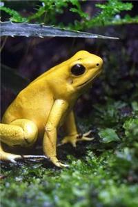 Yellow Poison Dart Frog Journal