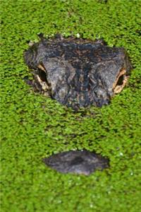 An Alligator Partially Hidden in a Swamp in Florida Journal