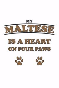 My Maltese is a heart on four paws