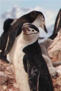 Say Hello to the Chinstrap Penguin Journal