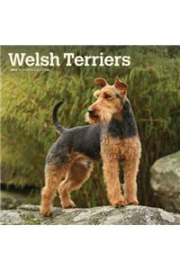 Welsh Terriers 2020 Square Btuk