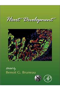 Heart Development