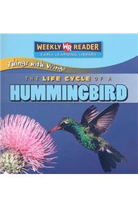 The Life Cycle of a Hummingbird