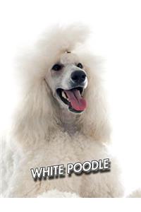 White Poodle