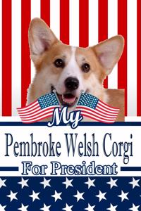 My Pembroke Welsh Corgi for President