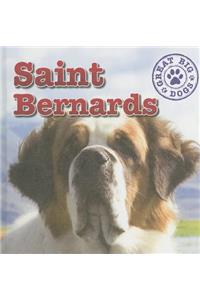 Saint Bernards