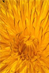 Close-up of a Common Dandelion Journal