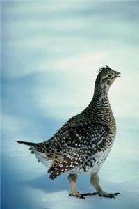 Journal Bird Outside Winter