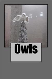 Owls