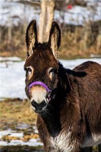 Donkey