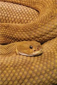 Basilisk Rattlesnake Notebook