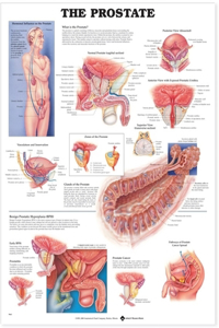 Prostate Anatomical Chart